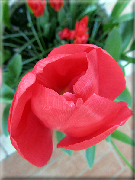 foto Tulipani